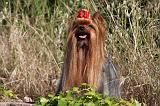 YORKSHIRE TERRIER 481